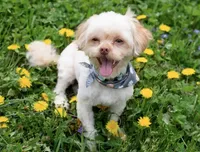 Sam(neutered) Genetic testing, a male Shihpoo for sale in Frederick, MD – Photo 6 of 9