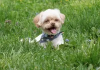 Sam(neutered) Genetic testing, a male Shihpoo for sale in Frederick, MD – Photo 2 of 9