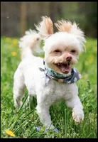 Sam(neutered) Genetic testing, a male Shihpoo for sale in Frederick, MD – Photo 4 of 9