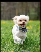 Sam(neutered) Genetic testing, a male Shihpoo for sale in Frederick, MD – Photo 1 of 9