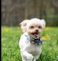 Sam(neutered) Genetic testing, a male Shihpoo for sale in Frederick, MD – Photo 3 of 9