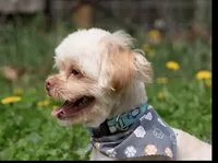 Sam(neutered) Genetic testing, a male Shihpoo for sale in Frederick, MD – Photo 7 of 9