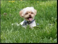 Sam(neutered) Genetic testing, a male Shihpoo for sale in Frederick, MD – Photo 9 of 9