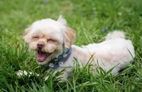 Sam(neutered) Genetic testing, a male Shihpoo for sale in Frederick, MD – Photo 8 of 9