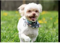 Sam(neutered) Genetic testing, a male Shihpoo for sale in Frederick, MD – Photo 5 of 9