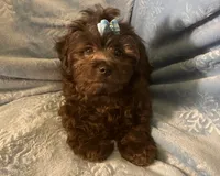 Pooh Bear, a male Shihpoo for sale in Columbia, MD – 1 of 8