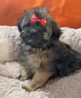 MiMi (Genetic Testing), a female Shihpoo for sale in Frederick, MD – Photo 3 of 3