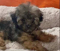 MiMi (Genetic Testing), a female Shihpoo for sale in Frederick, MD – Photo 2 of 3