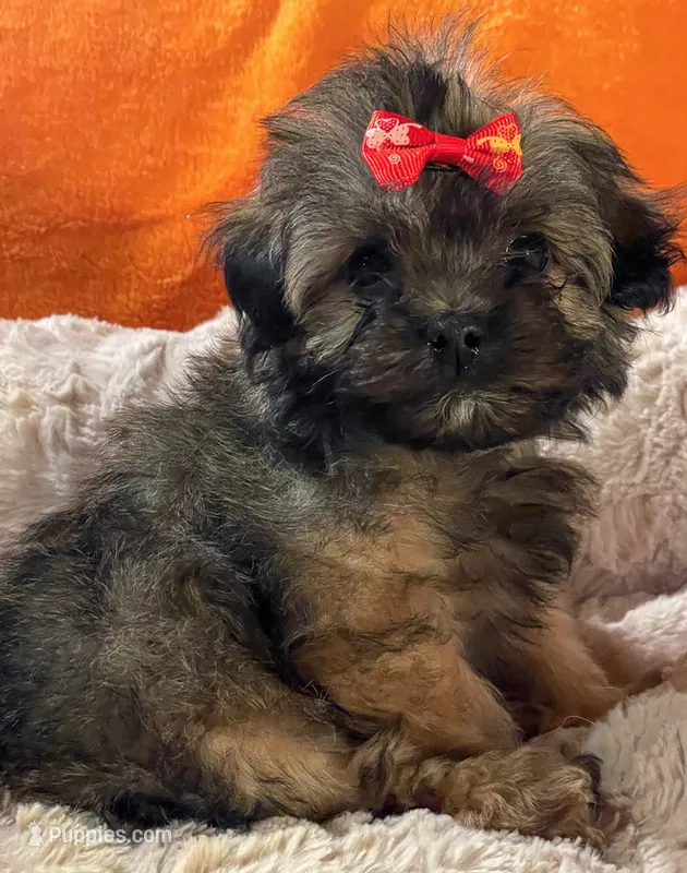 MiMi (Genetic Testing)