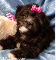 Molly ( Little Partner in Crime ), a female Shihpoo for sale in Columbia, MD – 5 of 6