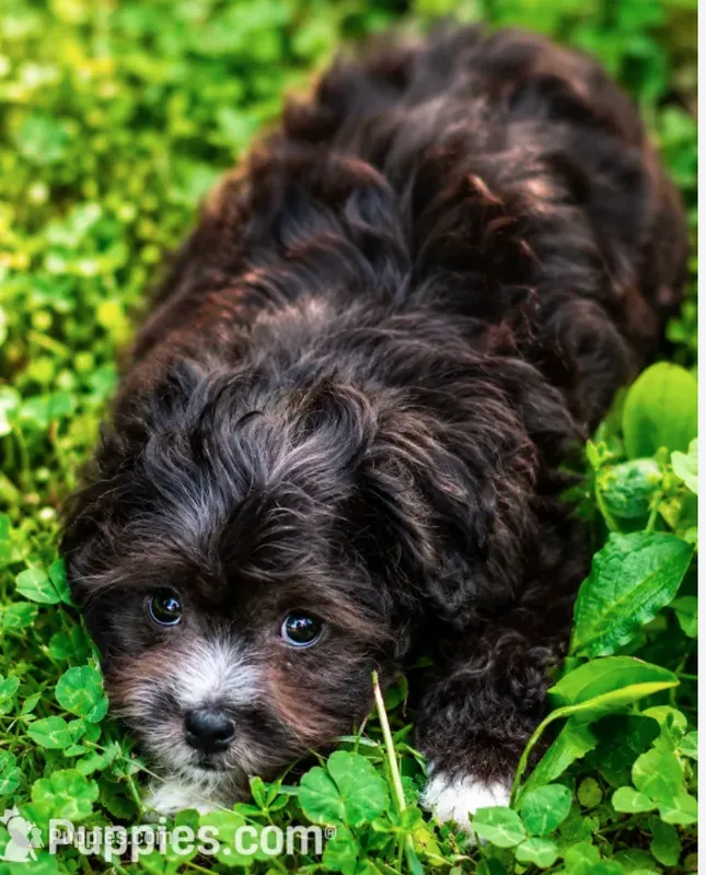 Molly ( Little Partner in Crime ) Vet Exam and Vaccines UTD – Shihpoo puppy for sale in Columbia, MD