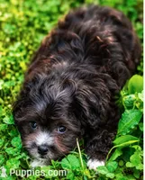 Molly ( Little Partner in Crime ), a female Shihpoo for sale in Columbia, MD – 3 of 6
