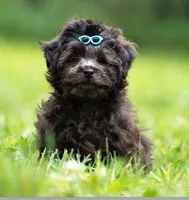 Bear - Genetic Testing - UTD Vaccines, a male Shihpoo for sale in Frederick, MD – 1 of 4