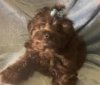 Pooh Bear, a male Shihpoo for sale in Columbia, MD – 2 of 8