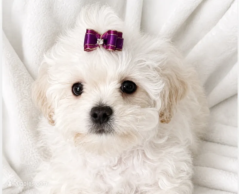 Brodie  – Shihpoo puppy for sale in Columbia, MD