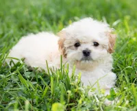 Brodie - Genetic Testing -  UTD Vaccines. , a male Shihpoo for sale in Frederick, MD – 3 of 5