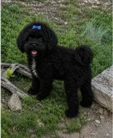 Oreo (Neutered) Genetic Testing. UTD Vaccines. , a male Shihpoo for sale in Columbia, MD – 4 of 4