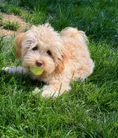 Meet Bentley – Everything You're Looking For in a Companion, a male Shihpoo for sale in Columbia, MD – 2 of 2