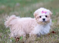 Victoria ( Beautiful Little Baby ) Vet Exam and Vaccines. , a female Shihpoo for sale in Columbia, MD – 3 of 8