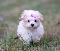 Victoria ( Beautiful Little Baby ) Vet Exam and Vaccines. , a female Shihpoo for sale in Columbia, MD – 7 of 8