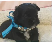 Winston , a male Shihpoo for sale in Columbia, MD – 5 of 5