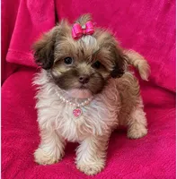 Bella ( Will Melt Your Heart ), a female Shihpoo for sale in Columbia, MD – 4 of 4