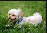 Sammy – Neutered, House Trained & Ready to Love, a male Shihpoo for sale in Columbia, MD – 8 of 8