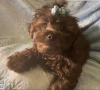Pooh Bear, a male Shihpoo for sale in Columbia, MD – 5 of 8