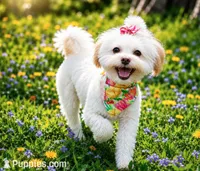 CoCo Chanel - Tiny, Spayed & House Trained, a female Shihpoo for sale in Columbia, MD – 3 of 3