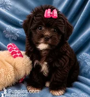 Molly ( Little Partner in Crime ), a female Shihpoo for sale in Columbia, MD – 2 of 6