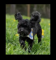 Lexi(Spayed)(Genetic Testing), a female Shihpoo for sale in Frederick, MD – Photo 4 of 5