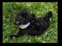 Lexi(Spayed)(Genetic Testing), a female Shihpoo for sale in Frederick, MD – Photo 5 of 5