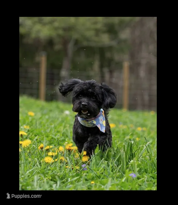 Lexi(Spayed)(Genetic Testing)