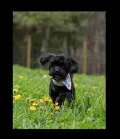 Lexi(Spayed)(Genetic Testing), a female Shihpoo for sale in Frederick, MD – Photo 1 of 5