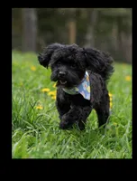 Lexi(Spayed)(Genetic Testing), a female Shihpoo for sale in Frederick, MD – Photo 2 of 5