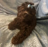 Pooh Bear, a male Shihpoo for sale in Columbia, MD – 8 of 8
