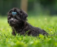 Bear - Genetic Testing - UTD Vaccines, a male Shihpoo for sale in Frederick, MD – 4 of 4