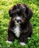 Molly ( Little Partner in Crime ), a female Shihpoo for sale in Columbia, MD – 4 of 6