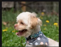Sammy – Neutered, House Trained & Ready to Love, a male Shihpoo for sale in Columbia, MD – 4 of 8