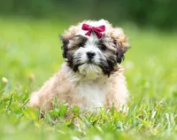 Zoe ( Little Zoe Kisses ) Vet Exam and Vaccines UTD, a female Shihpoo for sale in Columbia, MD – 6 of 7