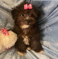 Molly - Genetic Testing - UTD Vaccines, a female Shihpoo for sale in Frederick, MD – 5 of 9