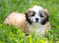 Zoe ( Genetic Testing ) UTD Vaccines., a female Shihpoo for sale in Frederick, MD – 4 of 8