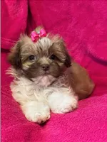 Bella ( Will Melt Your Heart ), a female Shihpoo for sale in Columbia, MD – 3 of 4