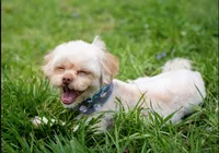 Sammy – Neutered, House Trained & Ready to Love, a male Shihpoo for sale in Columbia, MD – 6 of 8