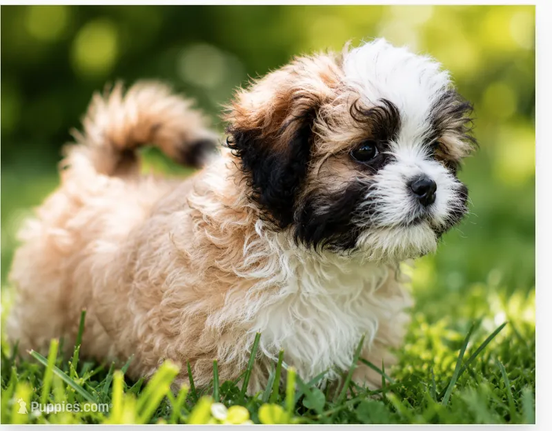 Zoe  – Shihpoo puppy for sale in Columbia, MD