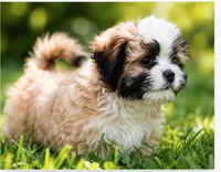 Zoe  ( Pick Me ), a female Shihpoo for sale in Columbia, MD – 1 of 5