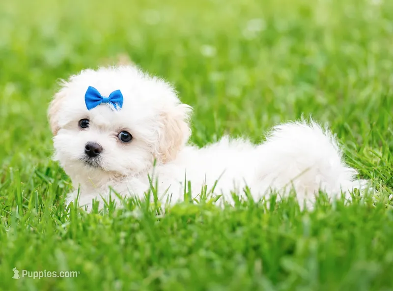 Brodie  – Shihpoo puppy for sale in Columbia, MD