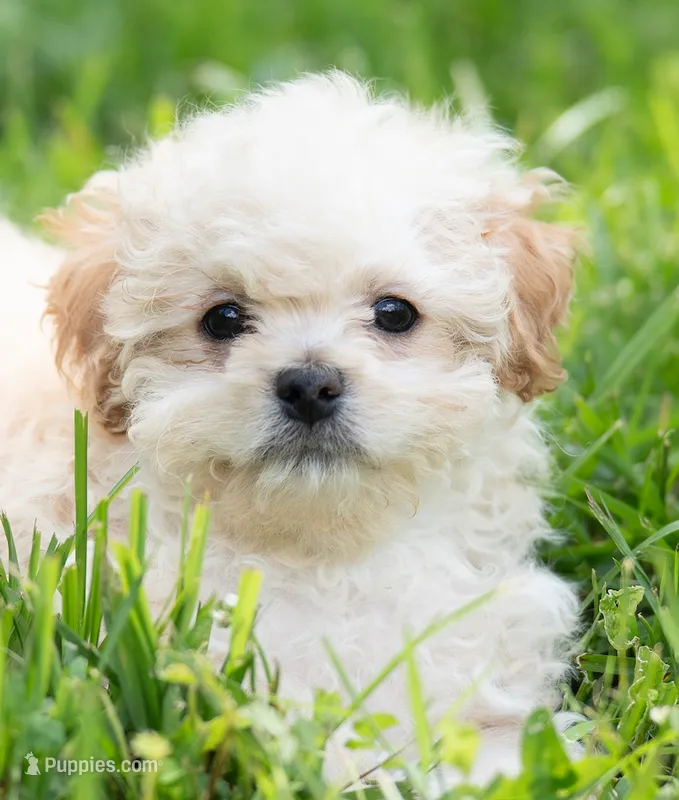 Brodie ( Genetic Testing )  – Shihpoo puppy for sale in Frederick, MD