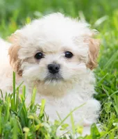 Brodie - Genetic Testing -  UTD Vaccines. , a male Shihpoo for sale in Frederick, MD – 1 of 5