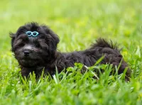 Bear - Genetic Testing - UTD Vaccines, a male Shihpoo for sale in Frederick, MD – 3 of 4